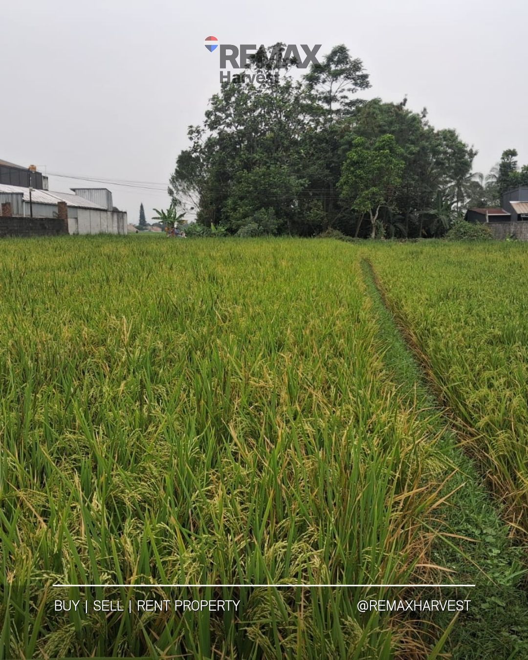Tanah Sawah Babakan Sukabumi 3