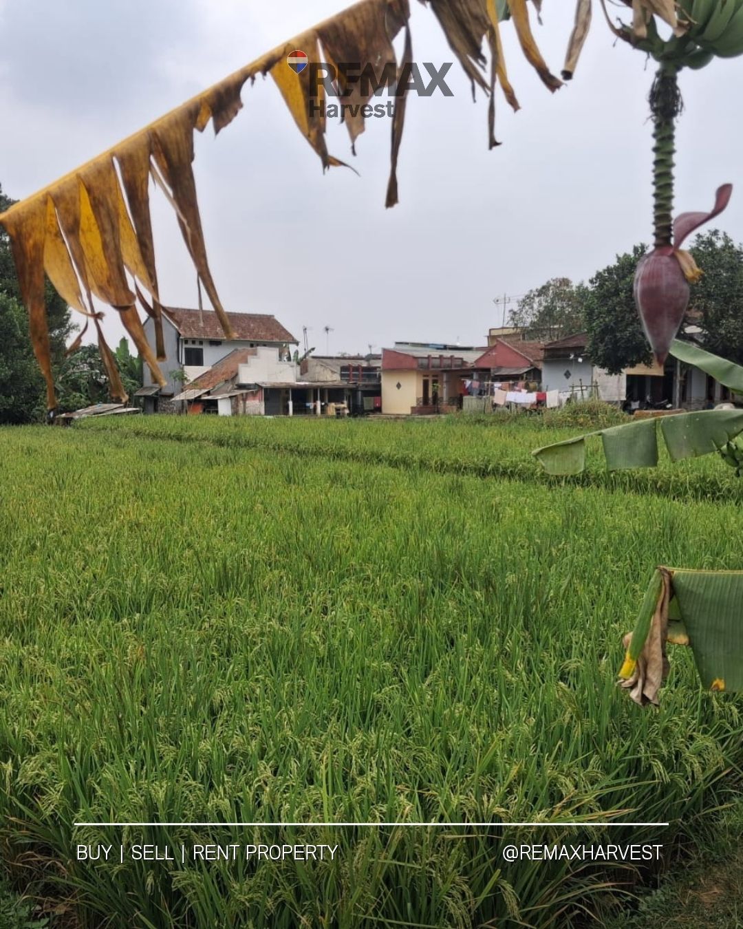 Tanah Sawah Babakan Sukabumi 5